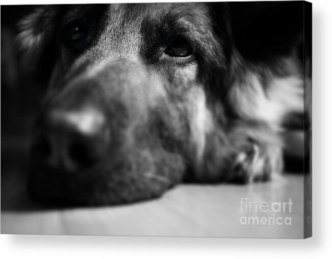 Tired Acrylic Print featuring the photograph Dog Eyes Always Watching by Frank J Casella
