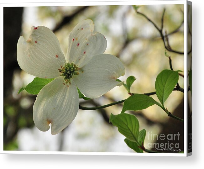 White Acrylic Print featuring the photograph Dogwood Bloom by Susan Cliett