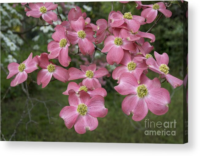Scenic Acrylic Print featuring the photograph Dogwood blossoms by Richard Verkuyl