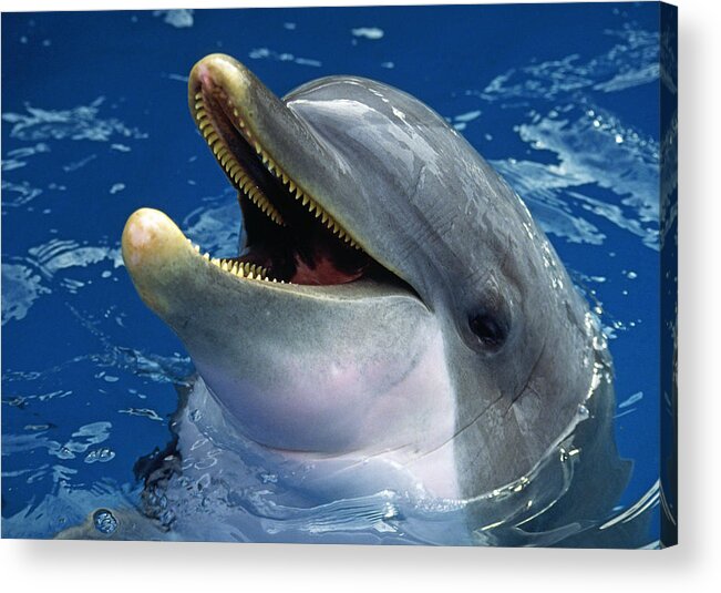 Dolphin Acrylic Print featuring the photograph Dolphin by Gary Corbett