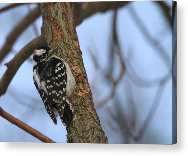 Woodpecker Acrylic Print featuring the photograph Downy Woodpecker by Living Color Photography Lorraine Lynch