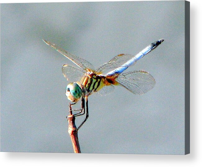 Dragonflies Acrylic Print featuring the photograph Dragonfly at rest by T Guy Spencer