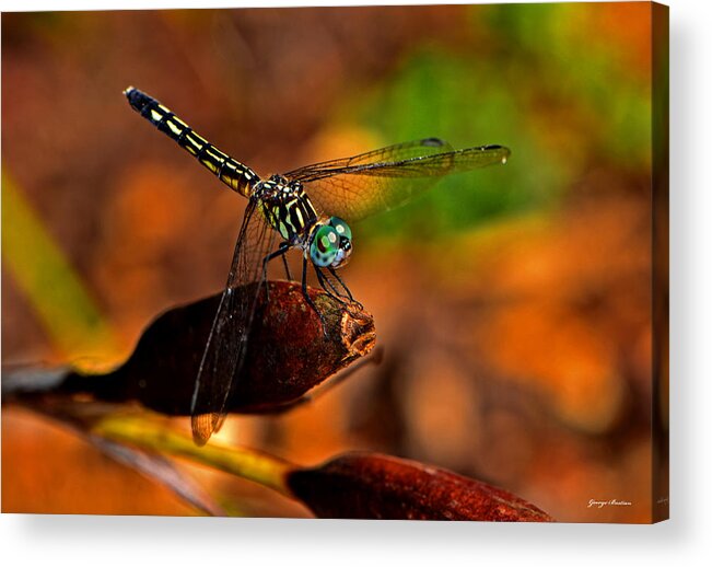Dragonfly Acrylic Print featuring the photograph Dragonfly On A Flower Pod 002 by George Bostian