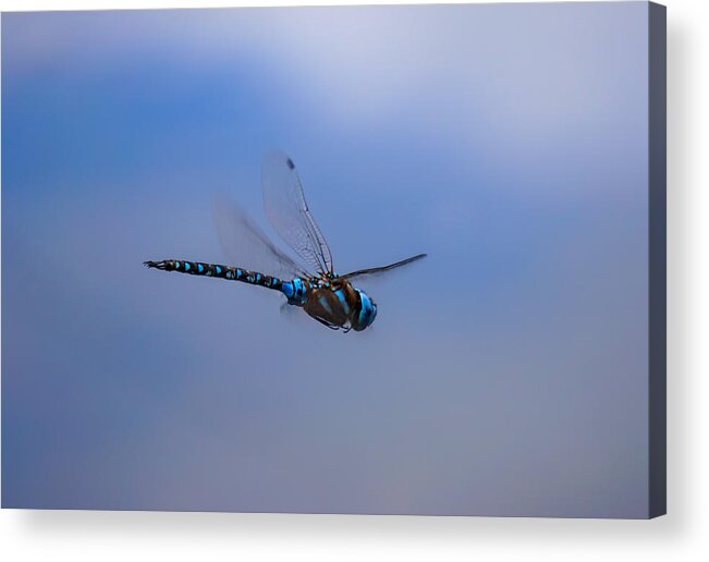 Dragonfly Acrylic Print featuring the photograph Dragonfly by Wayne Enslow