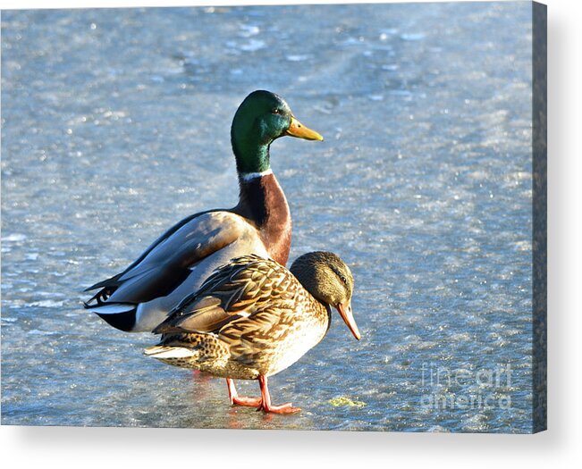 Duck Acrylic Print featuring the photograph Duck Pair on Frozen Lake by Cindy Schneider