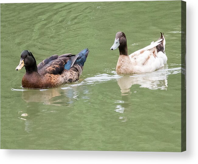 Ducks Acrylic Print featuring the photograph Ducks  by Holden The Moment