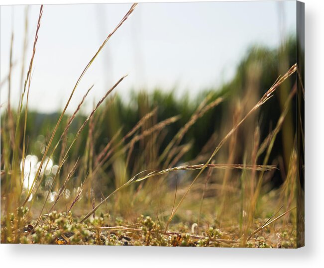 Dune Grass Acrylic Print featuring the photograph Dune Grass by Kirkodd Photography Of New England