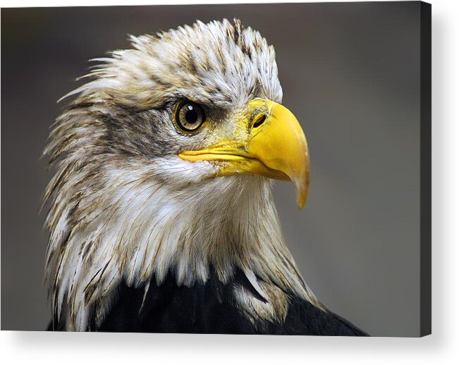 Eagle Acrylic Print featuring the photograph Eagle by Harry Spitz