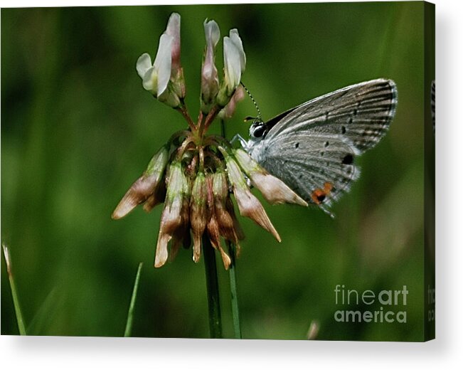 Butterflies Acrylic Print featuring the photograph Eastern Tailed-Blue by Randy Bodkins