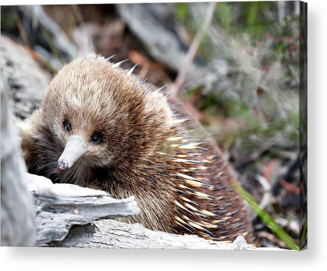 Echidna Acrylic Print featuring the photograph Echidna by Nicholas Blackwell
