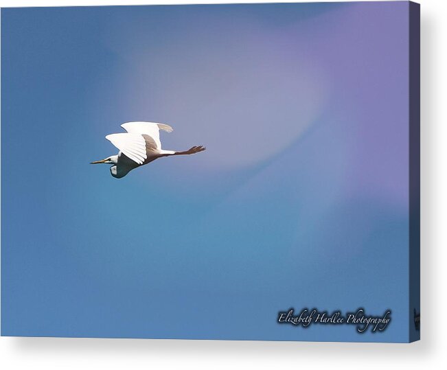  Acrylic Print featuring the photograph Egret in Flight by Elizabeth Harllee