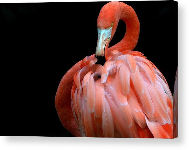 Pink Flamingo Acrylic Print featuring the photograph Elegance In Pink by Fraida Gutovich