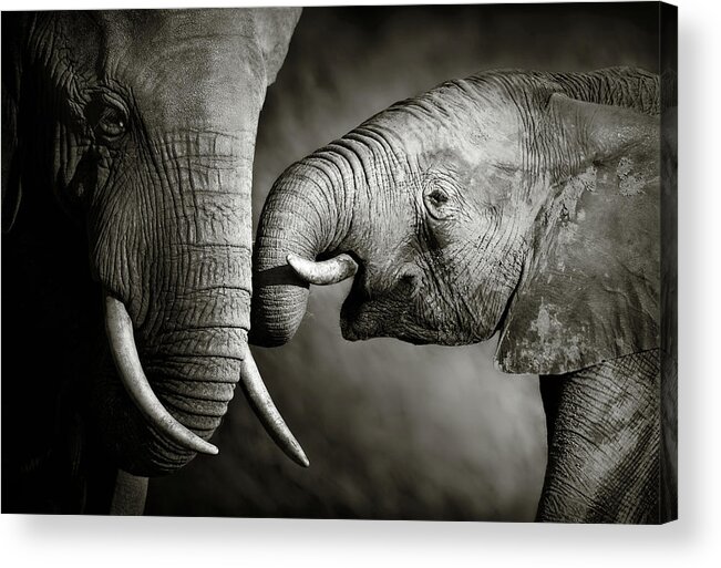 Elephant; Interact; Touch; Gently; Trunk; Young; Large; Small; Big; Tusk; Together; Togetherness; Passionate; Affectionate; Behavior; Art; Artistic; Black; White; B&w; Monochrome; Image; African; Animal; Wildlife; Wild; Mammal; Animal; Two; Moody; Outdoor; Nature; Africa; Nobody; Photograph; Addo; National; Park; Loxodonta; Africana; Muddy; Caring; Passion; Affection; Show; Display; Reach Acrylic Print featuring the photograph Elephant affection by Johan Swanepoel