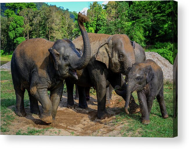 Elephant Acrylic Print featuring the photograph Elephant Cool Down by Gary Kochel