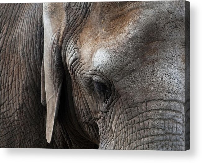 Elephant Acrylic Print featuring the photograph Elephant Eye by Lorraine Devon Wilke