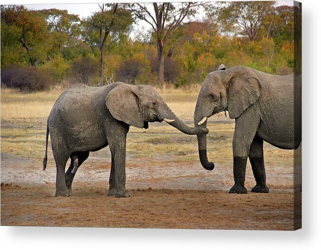 Elephant Acrylic Print featuring the photograph Elephant Greeting by Ted Keller