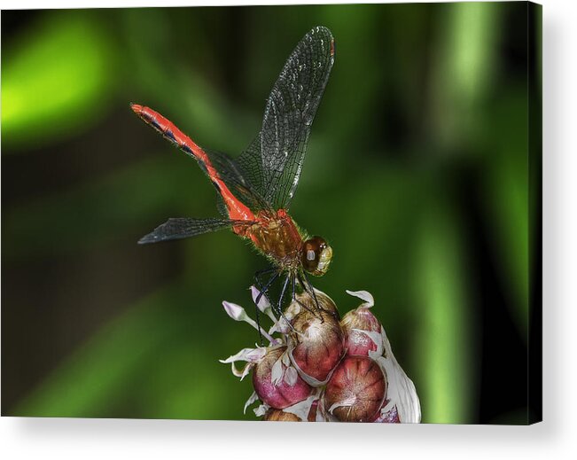 Dragonfly Acrylic Print featuring the photograph Eliza Skimmer by Gary Shepard