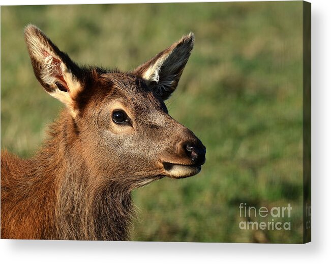 Elk Wildlife Nature Animal Mammal Acrylic Print featuring the photograph Elk No 5 4662 by Ken DePue