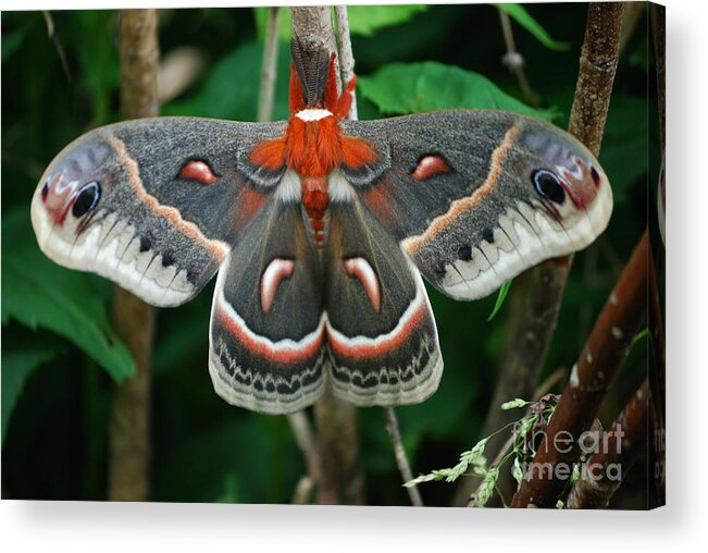 Cecropia Moth Acrylic Print featuring the photograph Emergence by Randy Bodkins