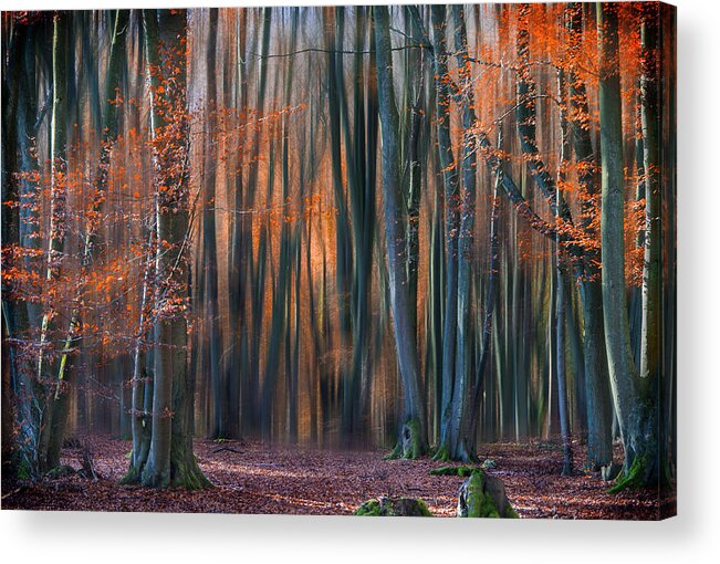 Landscape Acrylic Print featuring the photograph Enchanted Forest by Em-photographies