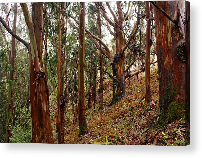 Forest Acrylic Print featuring the photograph Eucalyptus Grove in California by Ben Upham III