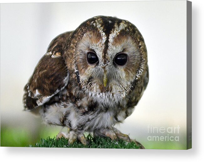 Eurasian Tawny Owl Acrylic Print featuring the photograph Eurasian Tawny Owl by Steve Somerville
