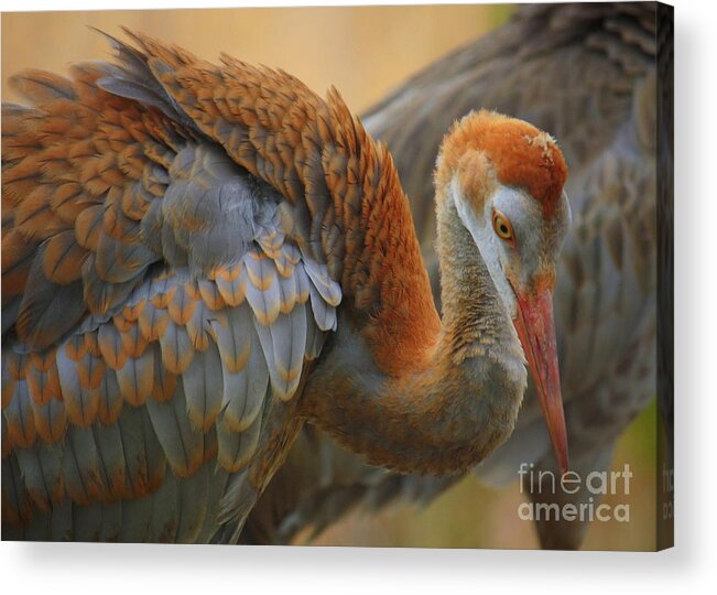 Sandhill Crane Acrylic Print featuring the photograph Evolving Sandhill Crane Beauty by Carol Groenen