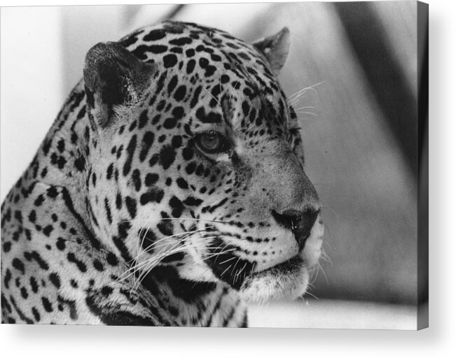 Tiger Acrylic Print featuring the photograph Eye of the tiger by Joseph Caban