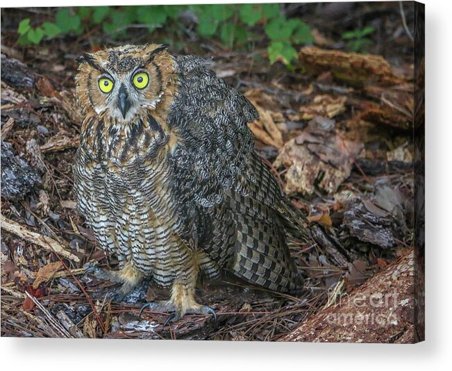 Owl Acrylic Print featuring the photograph Eye to Eye with Owl by Tom Claud