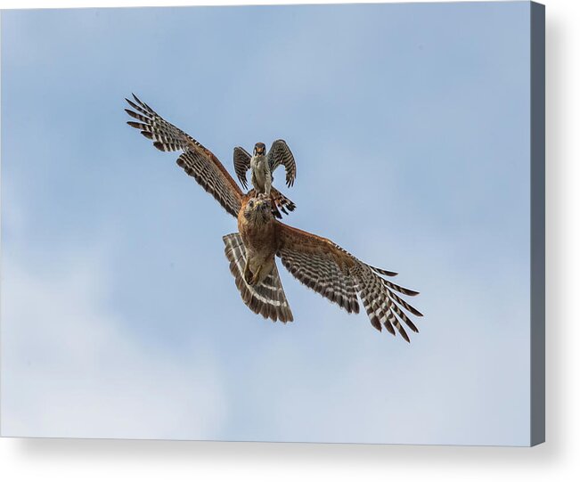 Falcon Acrylic Print featuring the photograph Falcon/Hawk Glide by Justin Battles