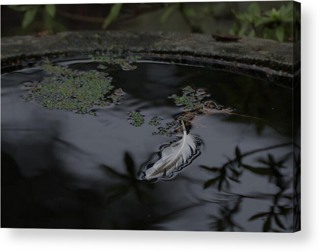 White Feather Acrylic Print featuring the photograph Becoming Weightless by Marilyn Wilson