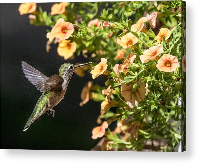 Animals Acrylic Print featuring the photograph Female Broad-tailed Hummingbird and Orange Miniature Petunias by Dawn Key