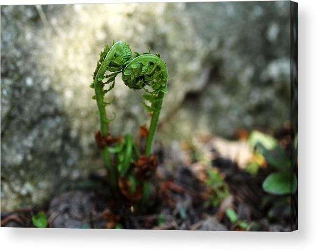Ferns Acrylic Print featuring the photograph Fiddleheads by Debbie Oppermann