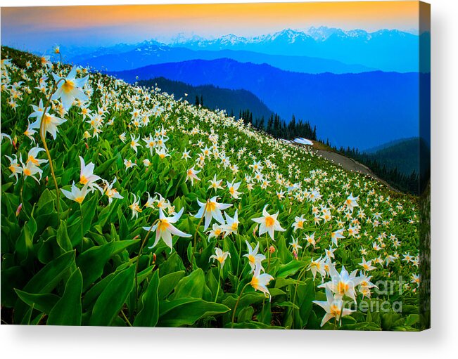 America Acrylic Print featuring the photograph Field of Avalanche Lilies by Inge Johnsson