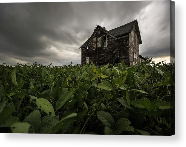 Centerville Acrylic Print featuring the photograph Field of beans/dreams by Aaron J Groen