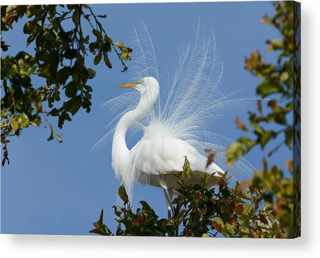 Great Egrets Acrylic Print featuring the photograph Finery by Fraida Gutovich