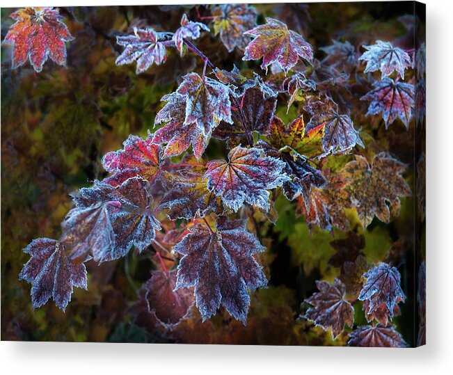 Leaves Acrylic Print featuring the digital art First Frost by John Christopher