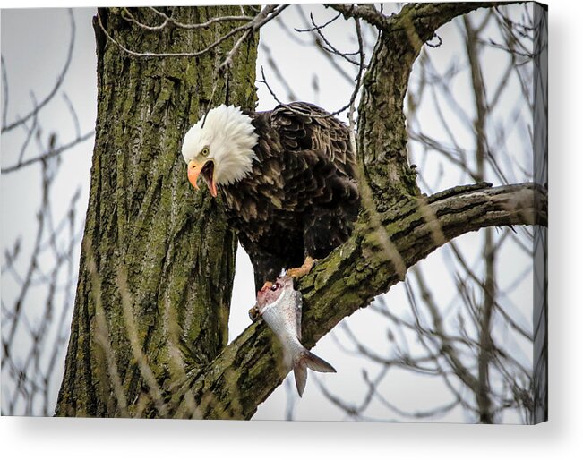 Bald Eagle Acrylic Print featuring the photograph Fish For Dinner by Ray Congrove