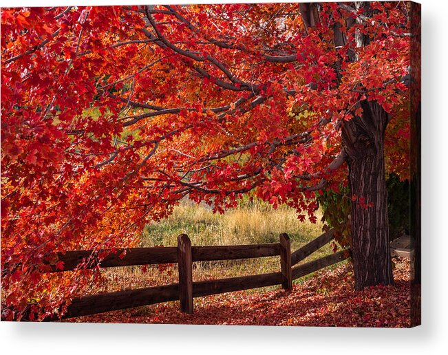 Autumn Acrylic Print featuring the photograph Flames on the Fence by Darren White