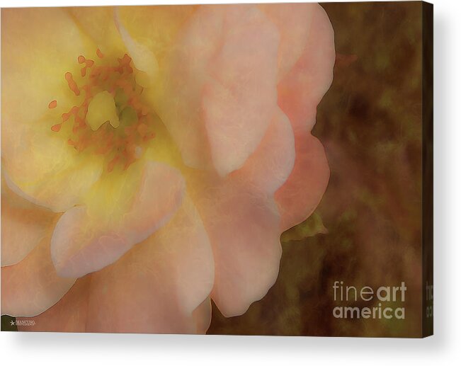 Knockout Rose Print Acrylic Print featuring the photograph Flaming Rose by Phil Mancuso