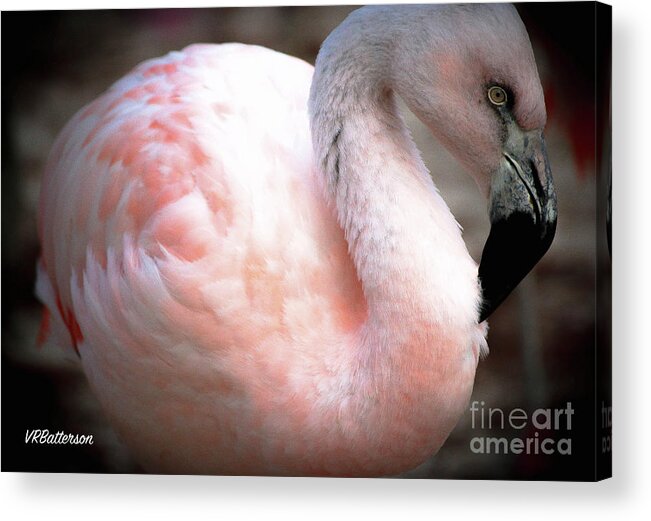 Flamingo Acrylic Print featuring the photograph Flamingo Two Memphis Zoo by Veronica Batterson