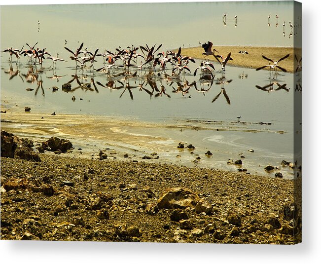 Birds Acrylic Print featuring the photograph Flamingos by Patrick Kain