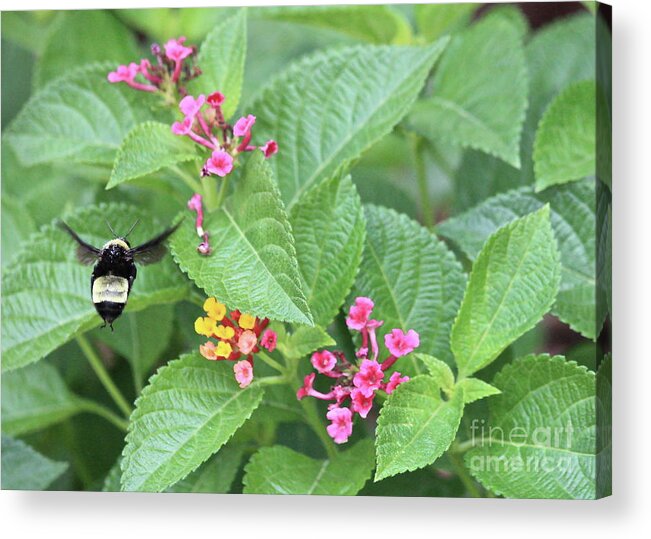 Bee Acrylic Print featuring the photograph Flight of the Bumble Bee by Carol Groenen