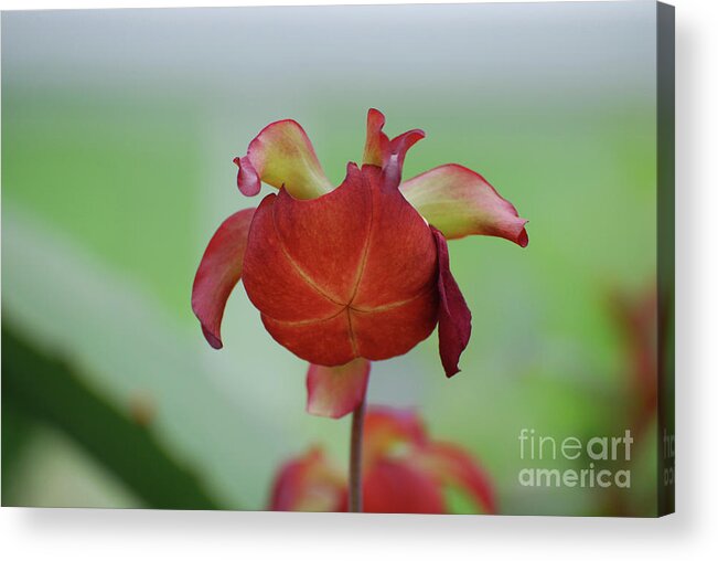 Pitcher Plant Acrylic Print featuring the photograph Flowering Red Adam's Pitcher Plant by DejaVu Designs