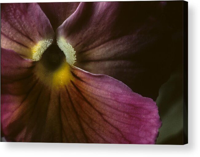 Pansy Acrylic Print featuring the photograph Flowerscape Pansy One by Laura Davis