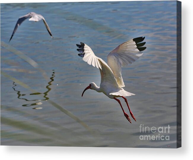 Ibis Acrylic Print featuring the photograph Fly Away by Carol Groenen