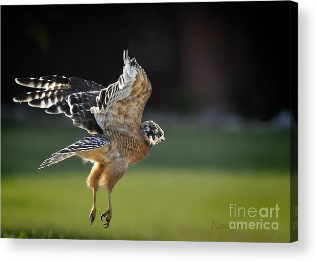 Nature Acrylic Print featuring the photograph Fly Away by Nava Thompson
