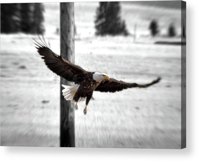 Bald Acrylic Print featuring the photograph Fly Like An Eagle by Kevin Munro
