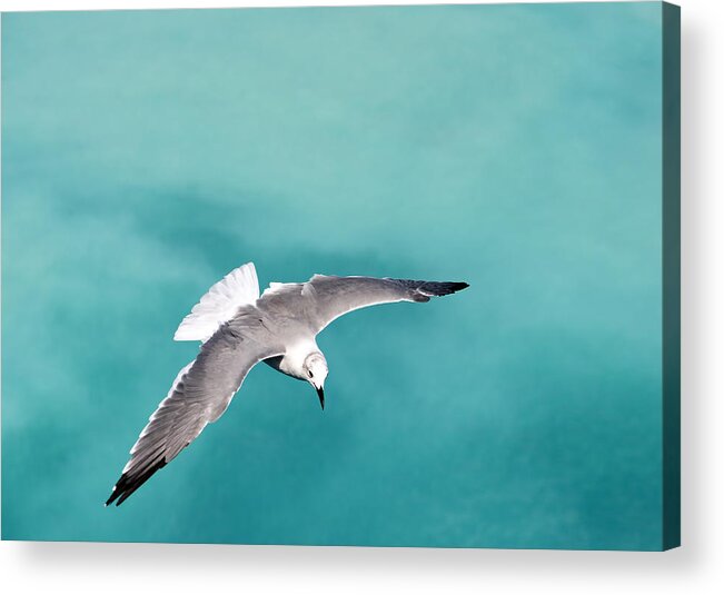 Seagull Acrylic Print featuring the photograph Flying by Gouzel -