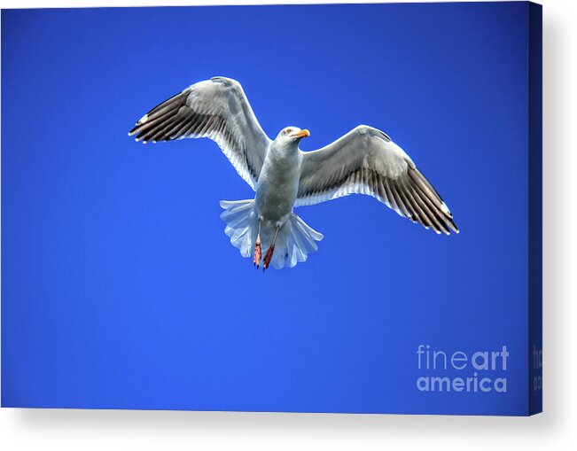 Bird Acrylic Print featuring the photograph Flying Gull by Robert Bales